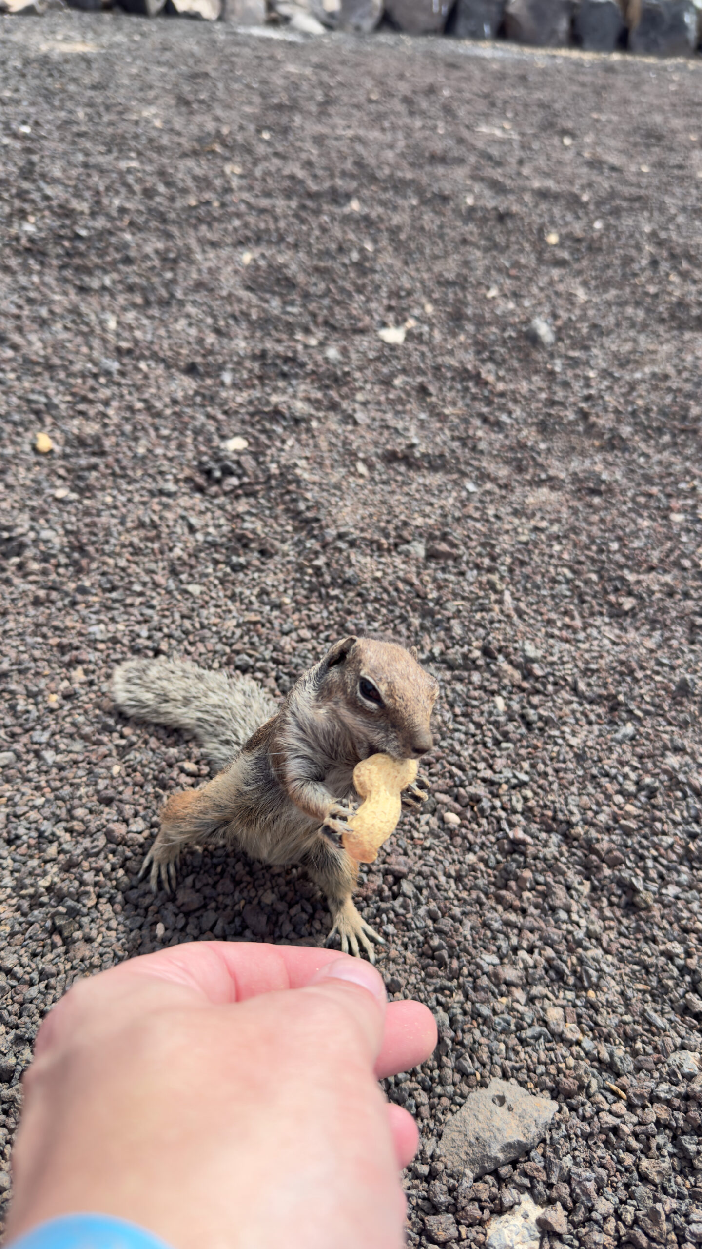 My Second Trip to Corralejo 3 Chipmunks in Corralejo 2 scaled